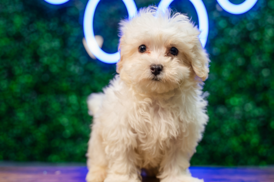 Maltipoo Pup Being Cute
