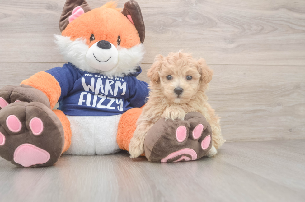 8 week old Maltipoo Puppy For Sale - Puppy Love PR