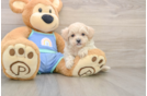 Small Maltipoo Baby