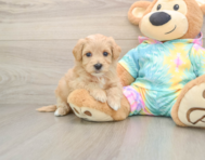 7 week old Maltipoo Puppy For Sale - Puppy Love PR