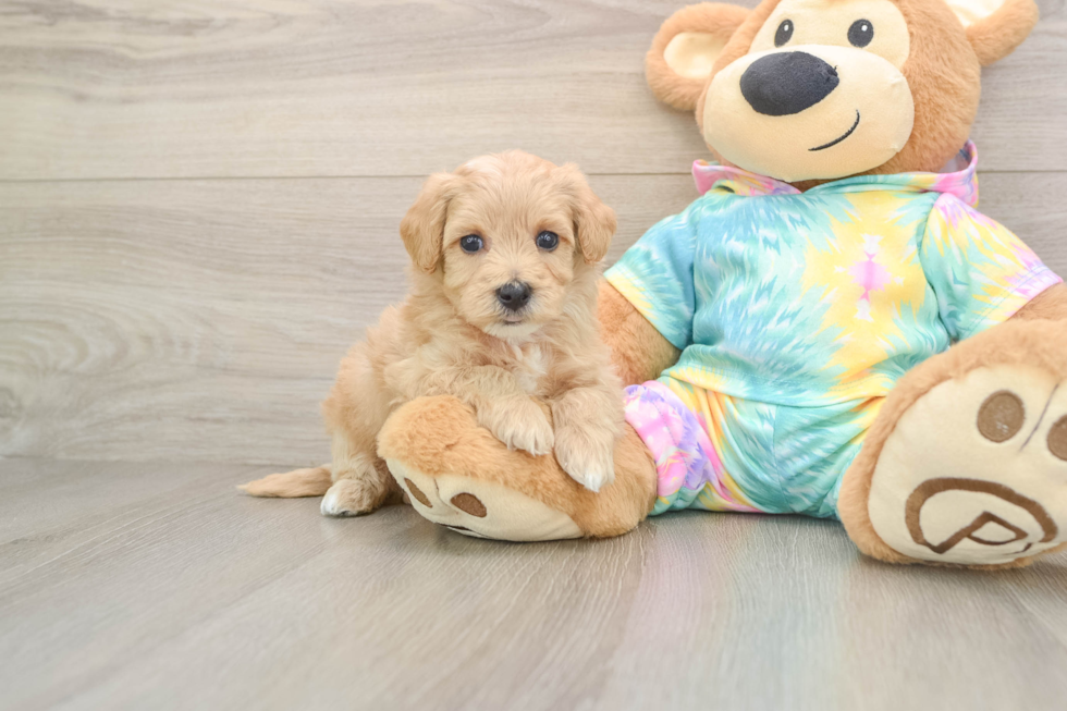 Best Maltipoo Baby