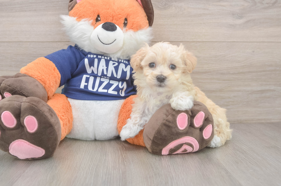 8 week old Maltipoo Puppy For Sale - Puppy Love PR
