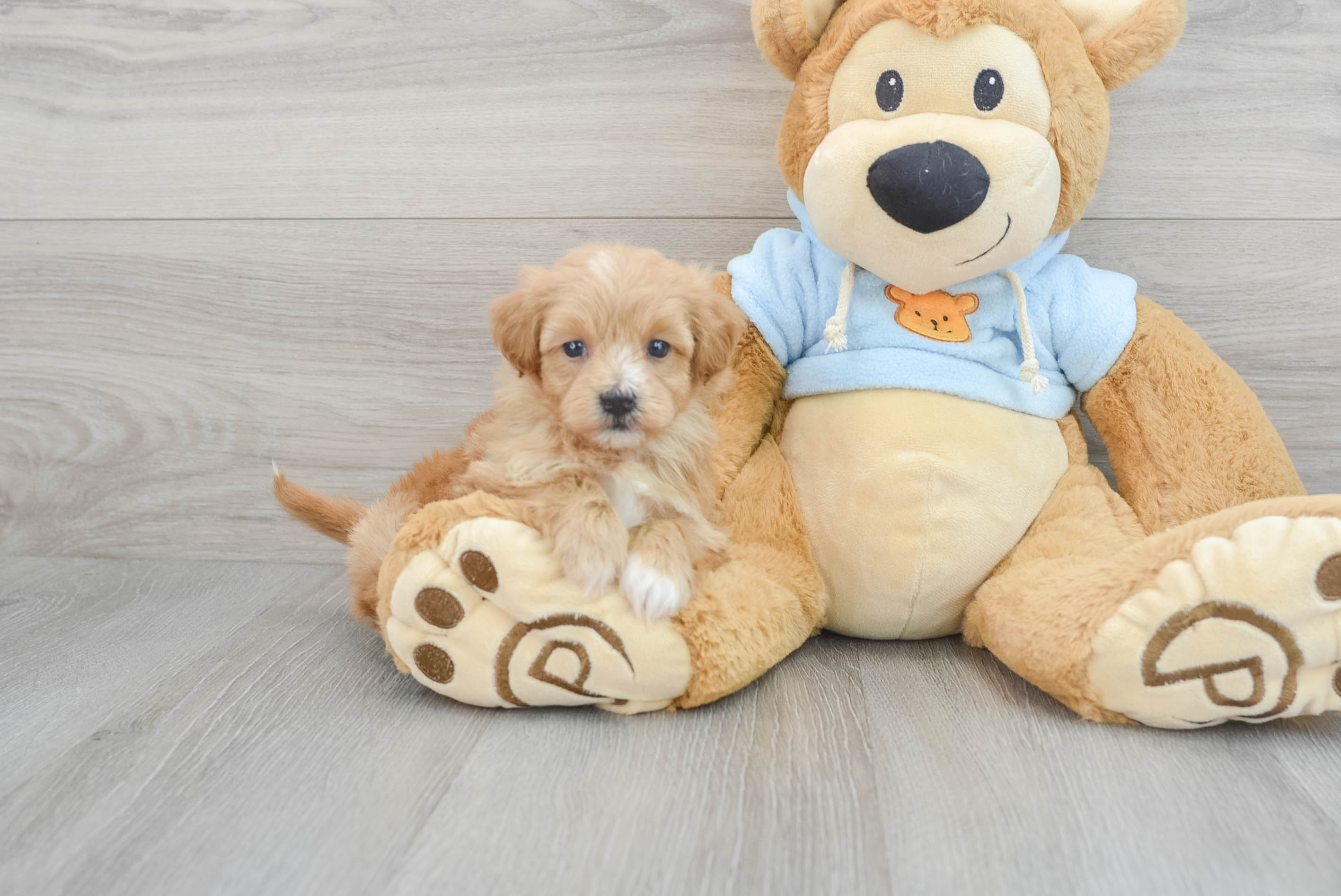 Best Maltipoo Baby
