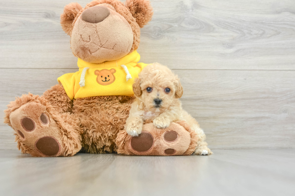 Little Moodle Poodle Mix Puppy