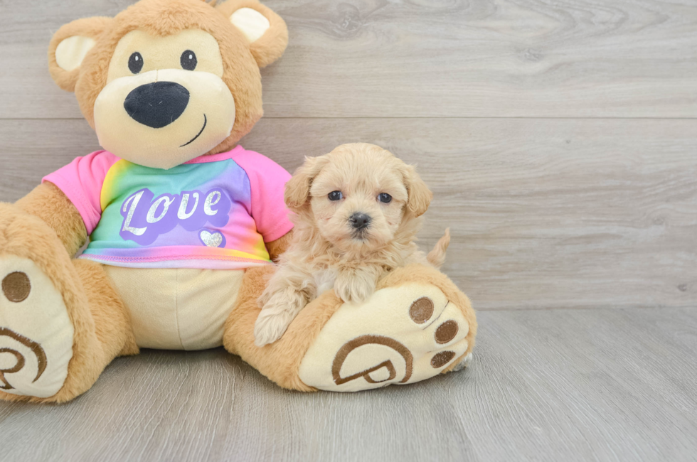 6 week old Maltipoo Puppy For Sale - Puppy Love PR