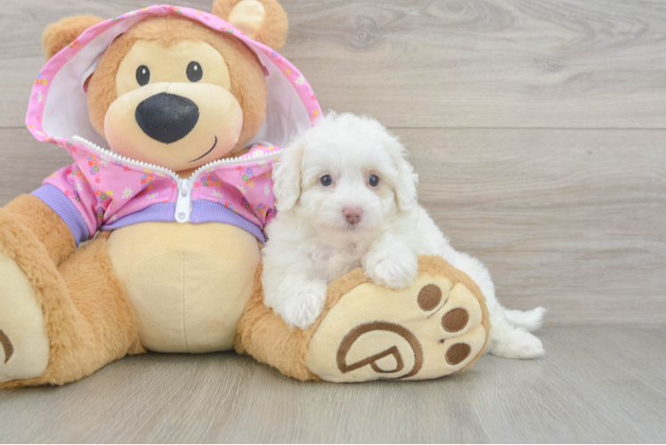 Playful Multipoo Poodle Mix Puppy