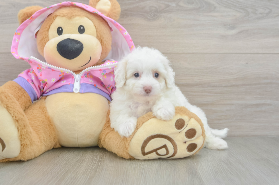 5 week old Maltipoo Puppy For Sale - Puppy Love PR