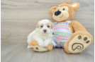 Maltipoo Puppy for Adoption