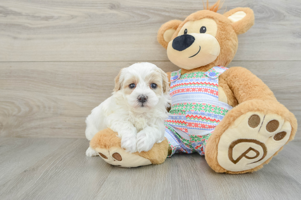 5 week old Maltipoo Puppy For Sale - Puppy Love PR