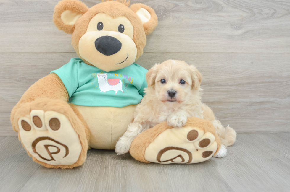 7 week old Maltipoo Puppy For Sale - Puppy Love PR