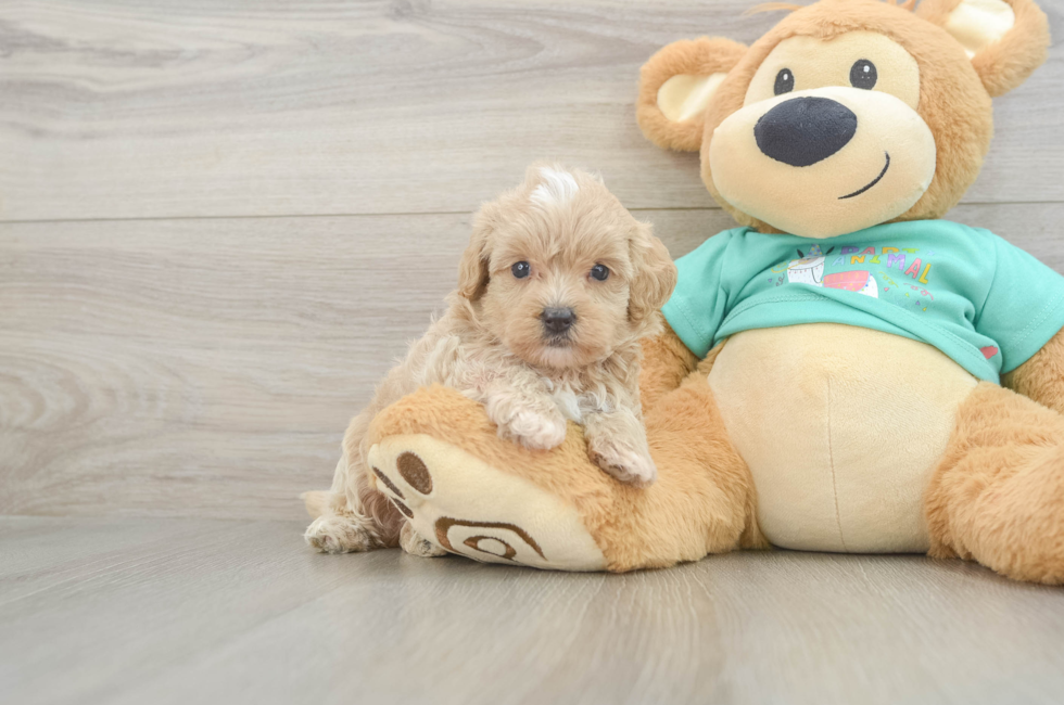 6 week old Maltipoo Puppy For Sale - Puppy Love PR