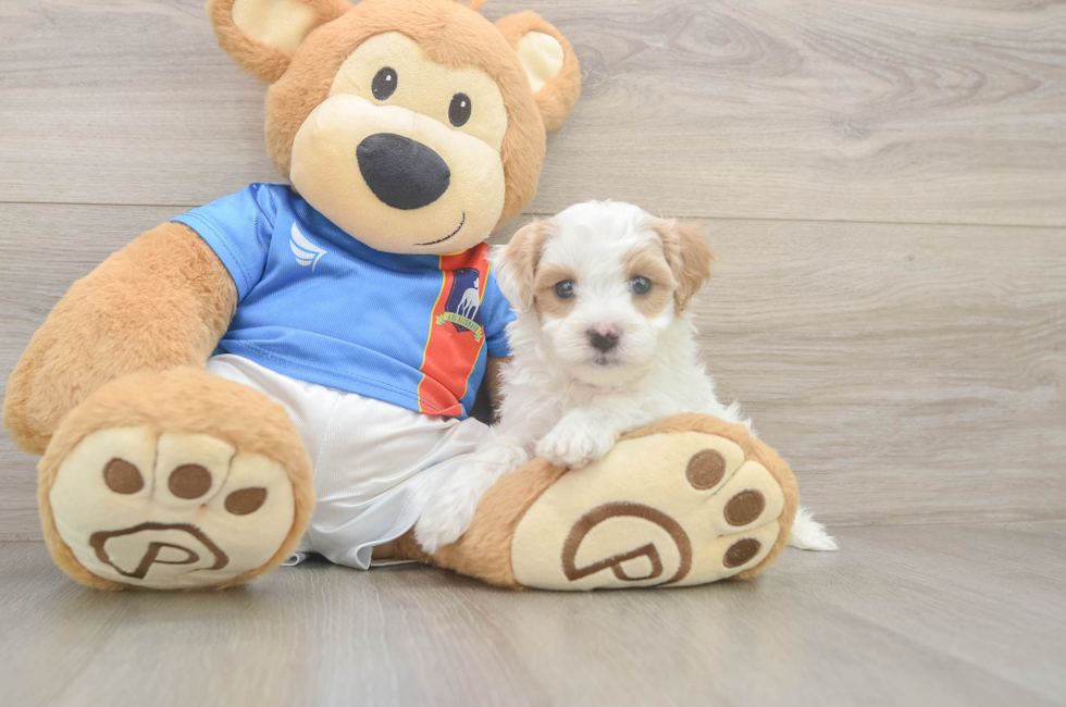 5 week old Maltipoo Puppy For Sale - Puppy Love PR