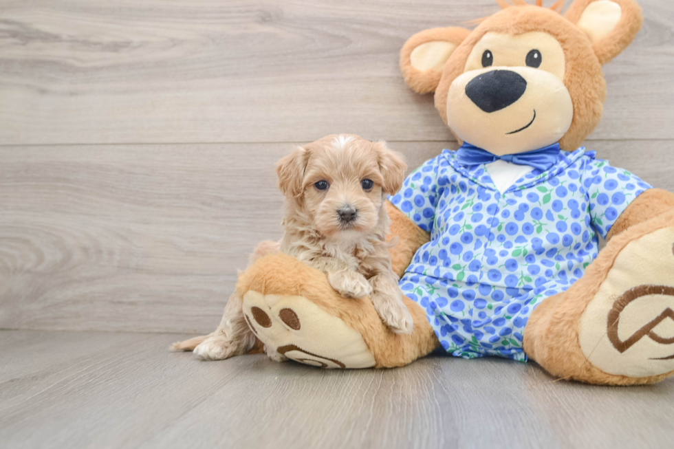 Maltipoo Puppy for Adoption