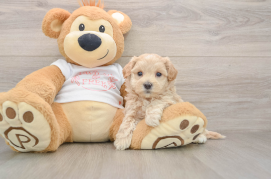 Smart Maltipoo Poodle Mix Pup