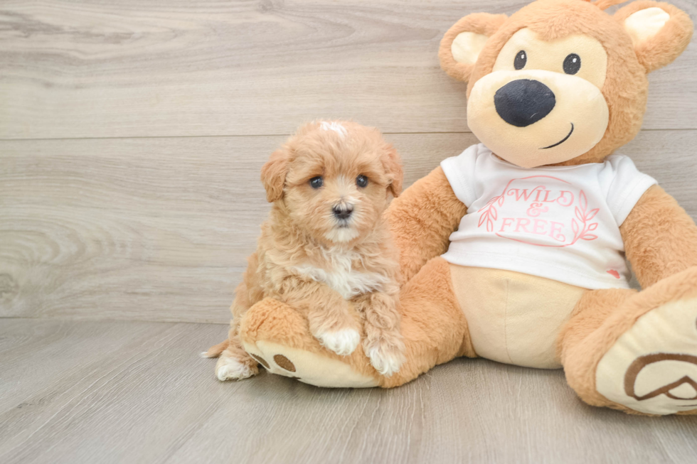 Maltipoo Pup Being Cute