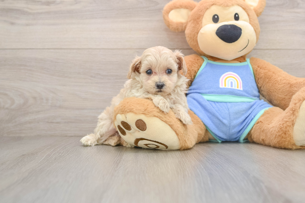 Little Multipoo Poodle Mix Puppy