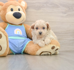 6 week old Maltipoo Puppy For Sale - Puppy Love PR