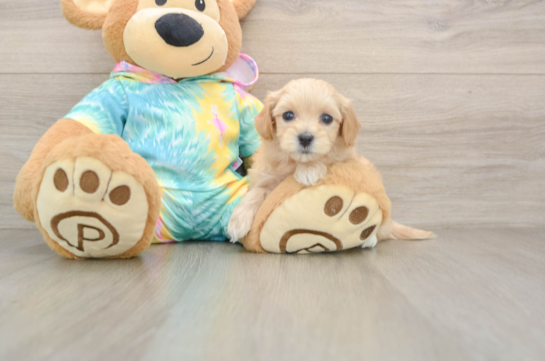 Best Maltipoo Baby