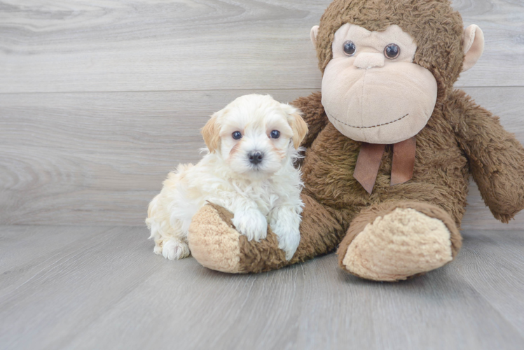 Meet Neiman - our Maltipoo Puppy Photo 1/3 - Puppy Love PR Cute Maltipoo Poodle Mix Pup