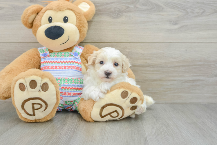 Best Maltipoo Baby