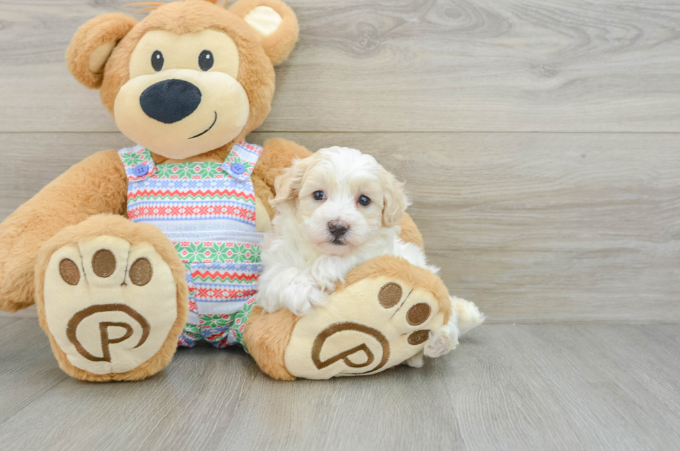 5 week old Maltipoo Puppy For Sale - Puppy Love PR