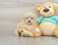 8 week old Maltipoo Puppy For Sale - Puppy Love PR