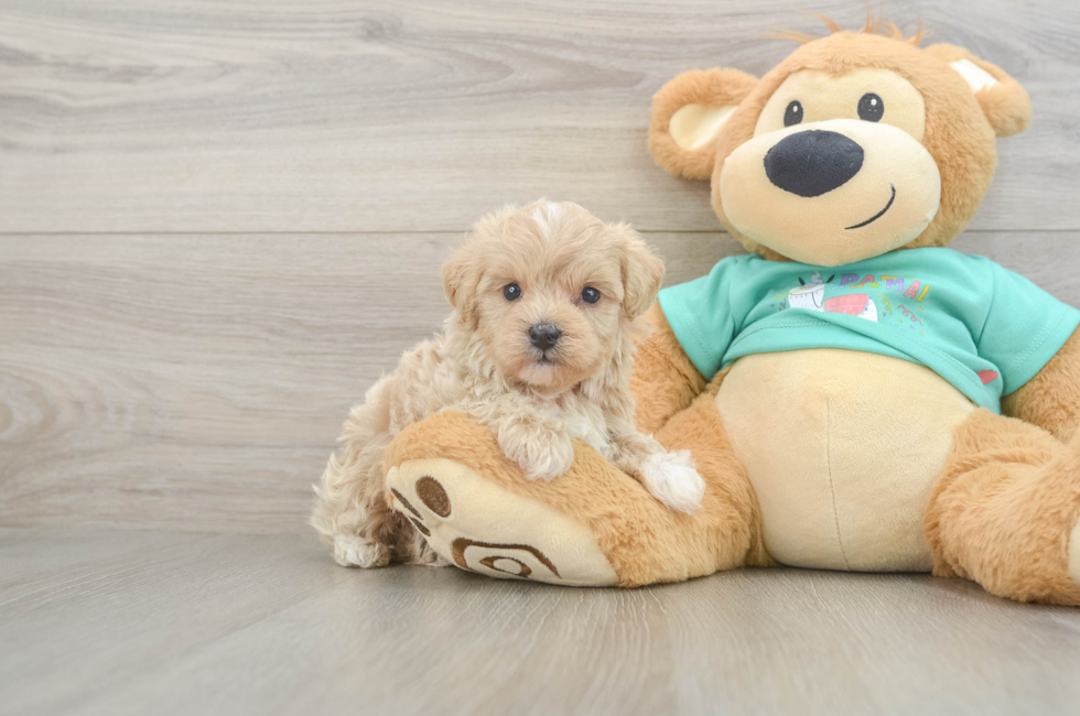 6 week old Maltipoo Puppy For Sale - Puppy Love PR