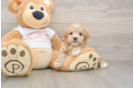 Adorable Maltese Poodle Poodle Mix Puppy