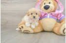 Cute Maltipoo Baby