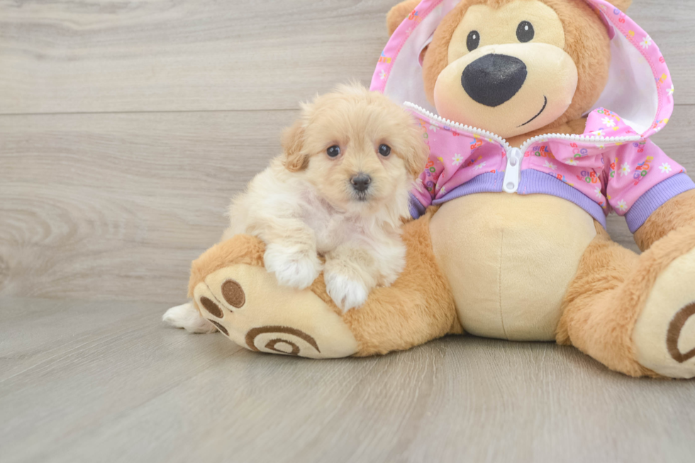 Cute Maltipoo Baby