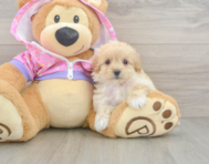 9 week old Maltipoo Puppy For Sale - Puppy Love PR