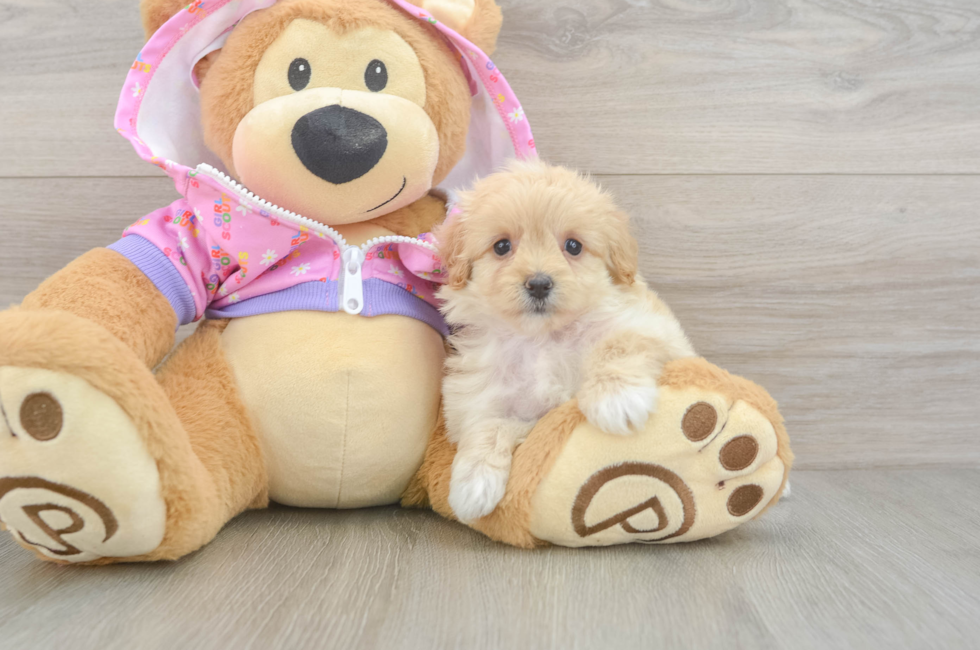 5 week old Maltipoo Puppy For Sale - Puppy Love PR