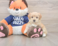 9 week old Maltipoo Puppy For Sale - Puppy Love PR
