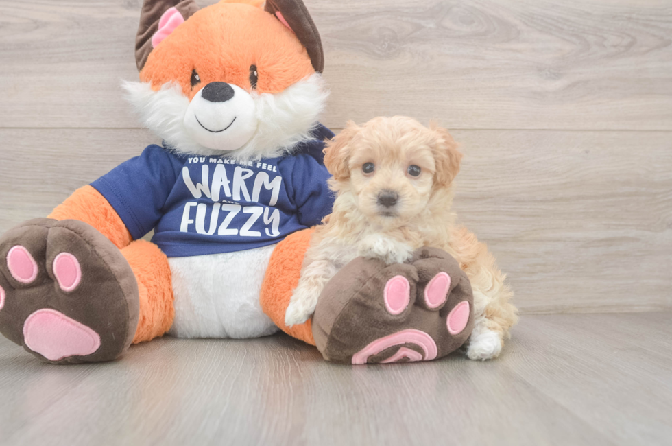 8 week old Maltipoo Puppy For Sale - Puppy Love PR