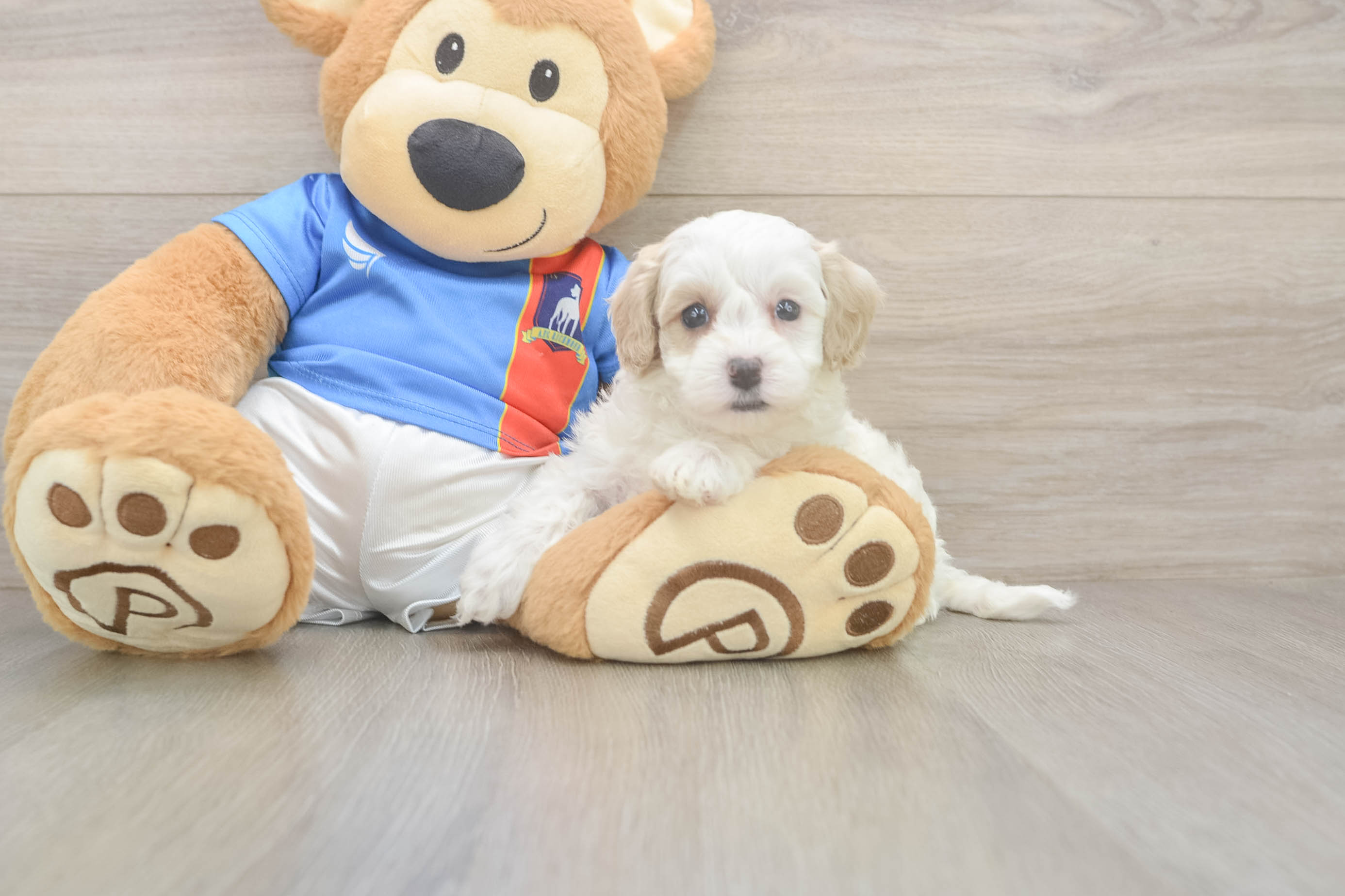 Hypoallergenic Moodle Poodle Mix Puppy