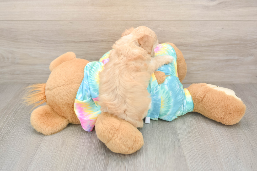 Best Maltipoo Baby