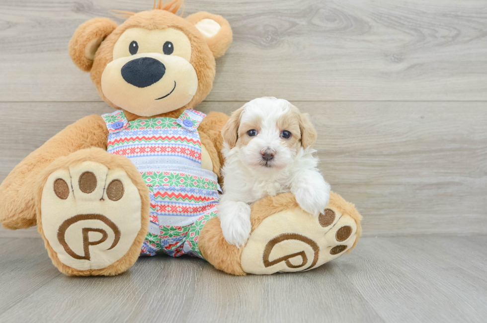 5 week old Maltipoo Puppy For Sale - Puppy Love PR