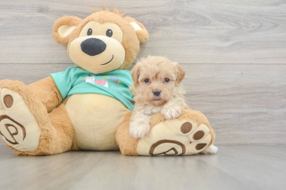 6 week old Maltipoo Puppy For Sale - Puppy Love PR