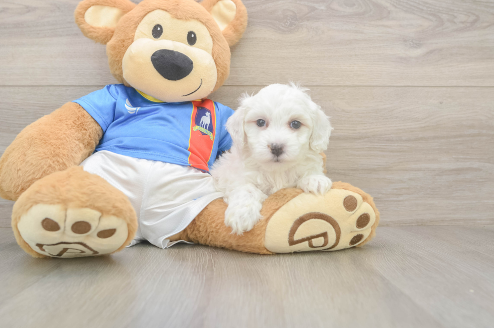 5 week old Maltipoo Puppy For Sale - Puppy Love PR