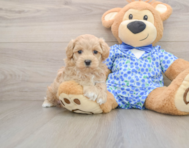 7 week old Maltipoo Puppy For Sale - Puppy Love PR