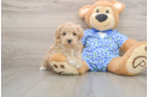 Playful Maltepoo Poodle Mix Puppy
