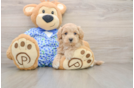 Little Moodle Poodle Mix Puppy