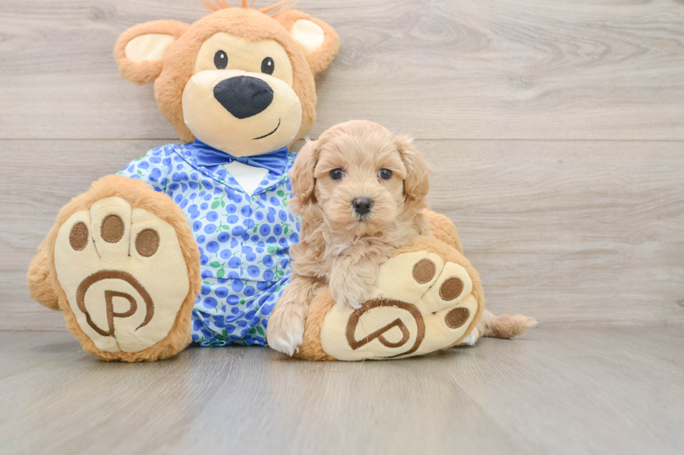Little Moodle Poodle Mix Puppy