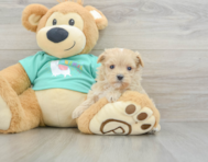 9 week old Maltipoo Puppy For Sale - Puppy Love PR