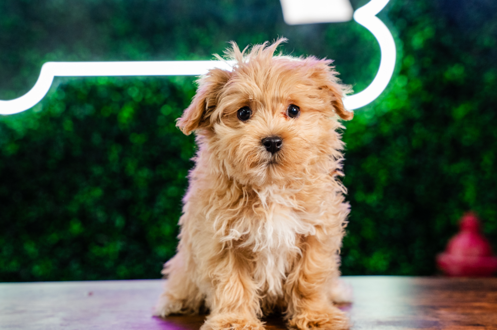9 week old Maltipoo Puppy For Sale - Puppy Love PR