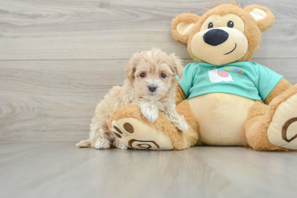 Maltipoo Pup Being Cute