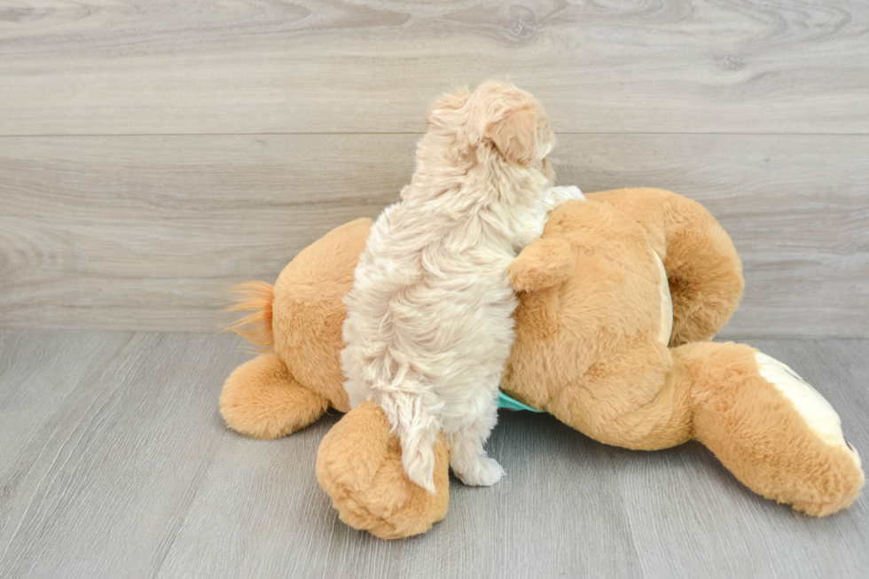 Maltipoo Pup Being Cute