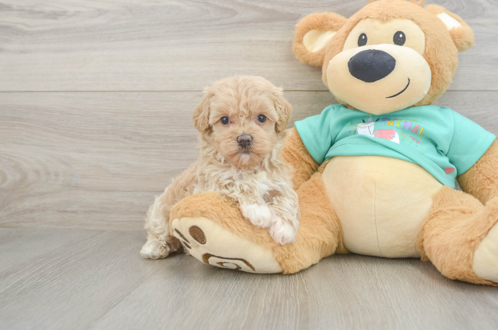 6 week old Maltipoo Puppy For Sale - Puppy Love PR