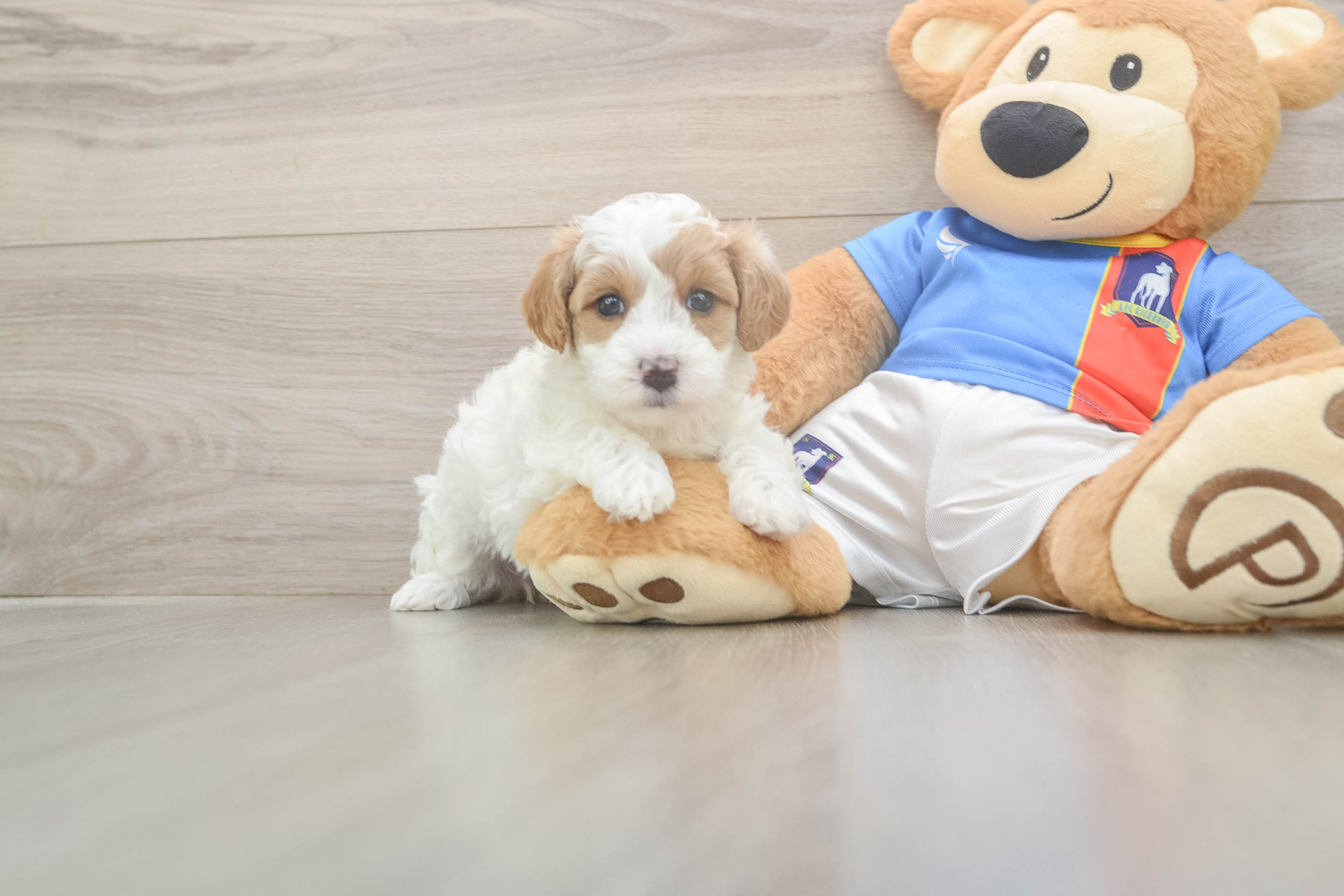 Small Maltipoo Baby
