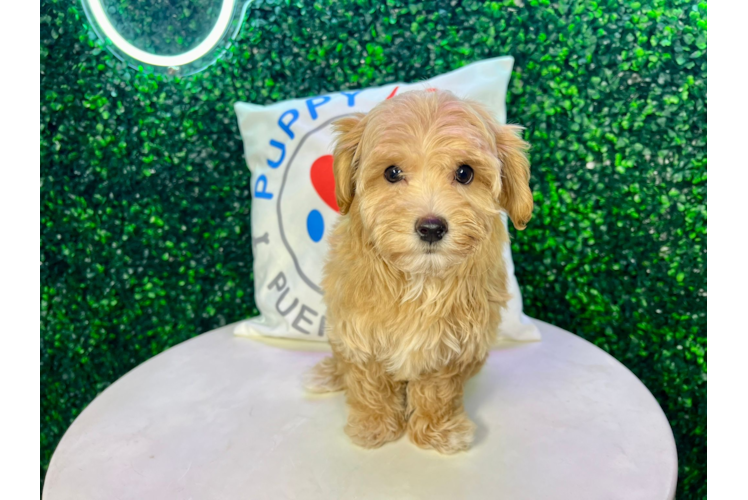 Meet Nutmeg - our Maltipoo Puppy Photo 1/4 - Puppy Love PR Maltipoo Puppy for Adoption